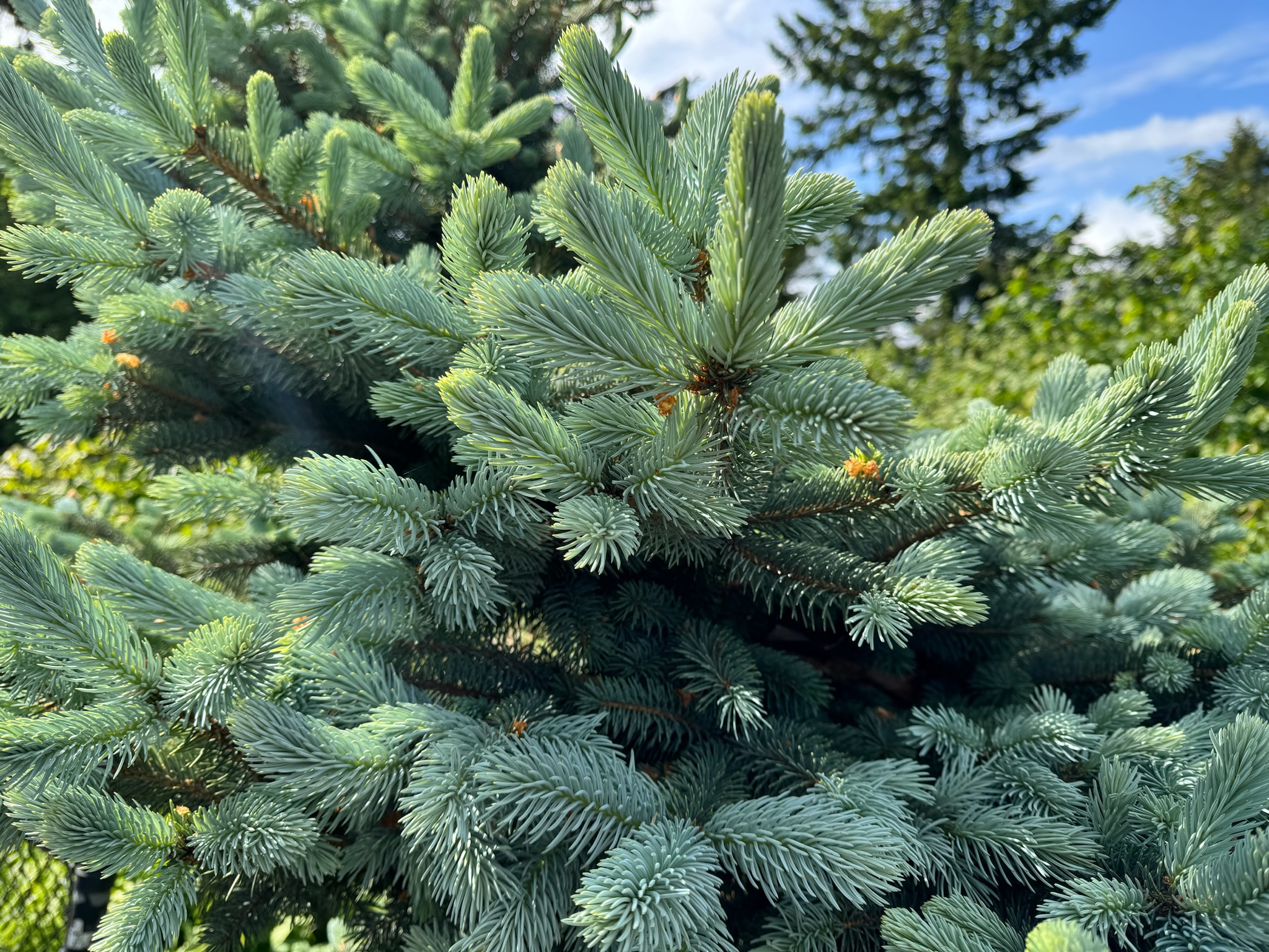 Close-up of blue spruce tree branches with dense, needle-like leaves; a taller evergreen tree and blue sky are visible in the background.