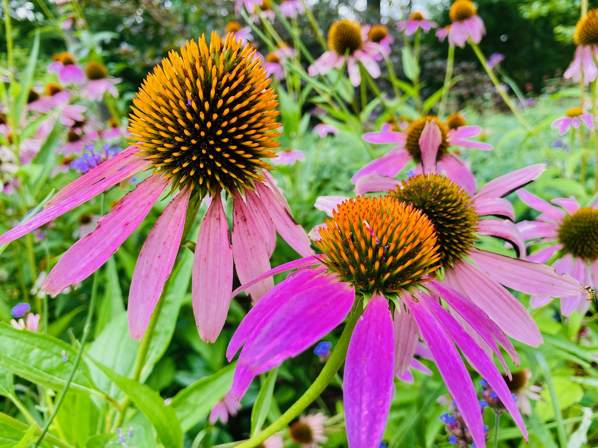Purple coneflowers with spiky orange centers bloom among green foliage in a garden setting.