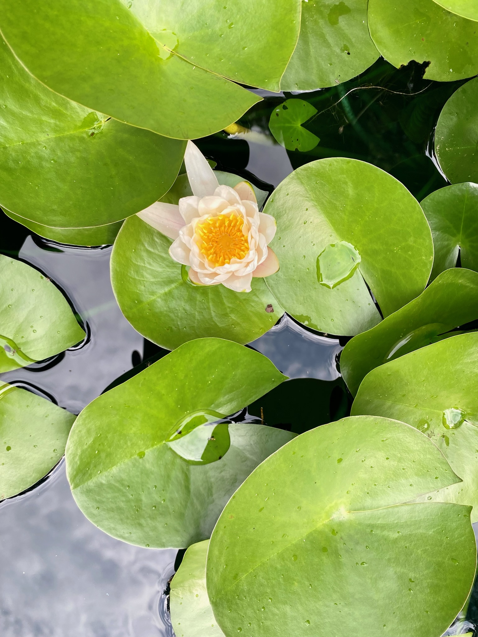 A white and yellow water lily blooms among large green lily pads floating on the surface of a pond.