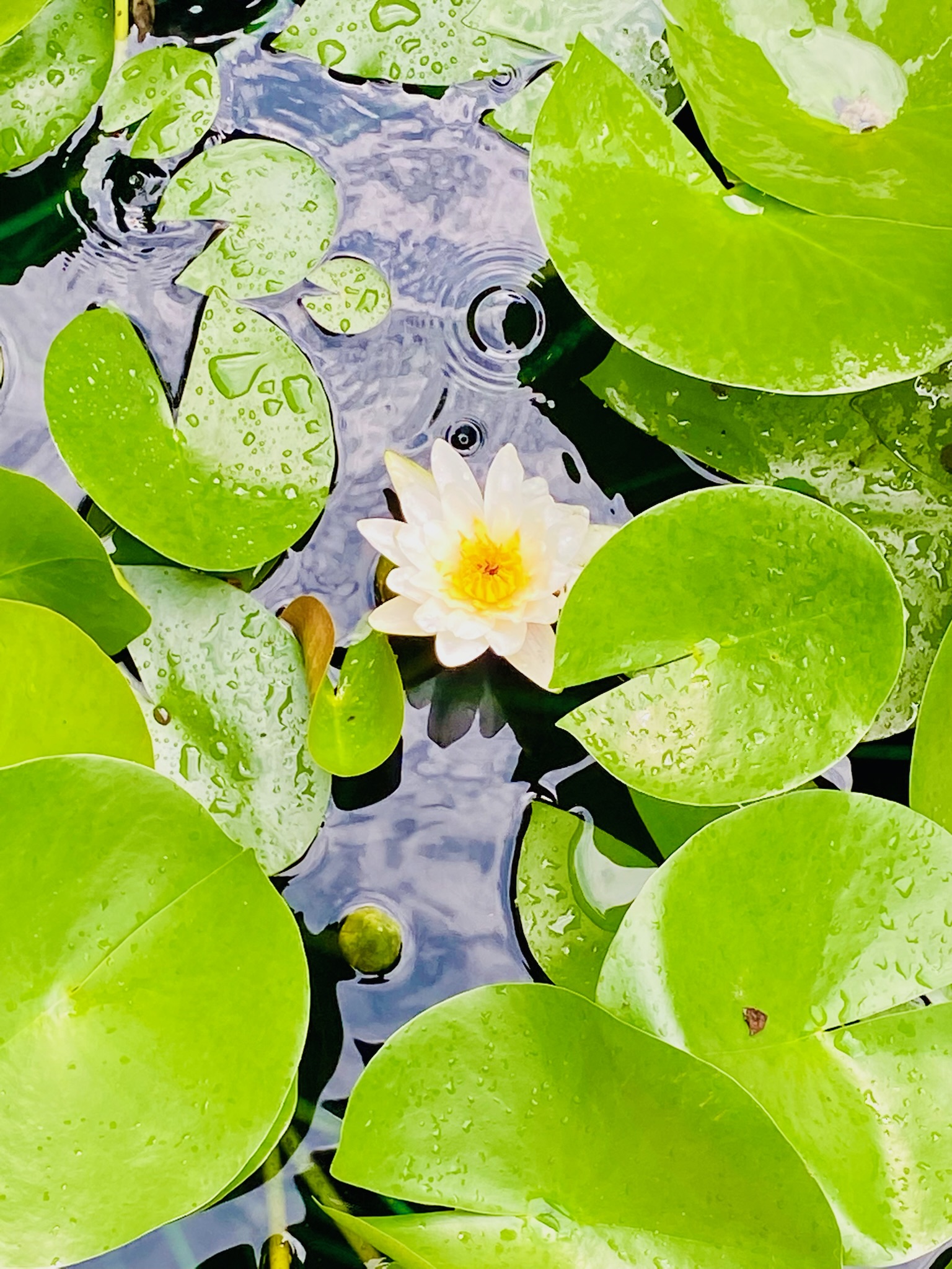 A white water lily with a yellow center floats among green lily pads on a pond, with water droplets on the leaves.