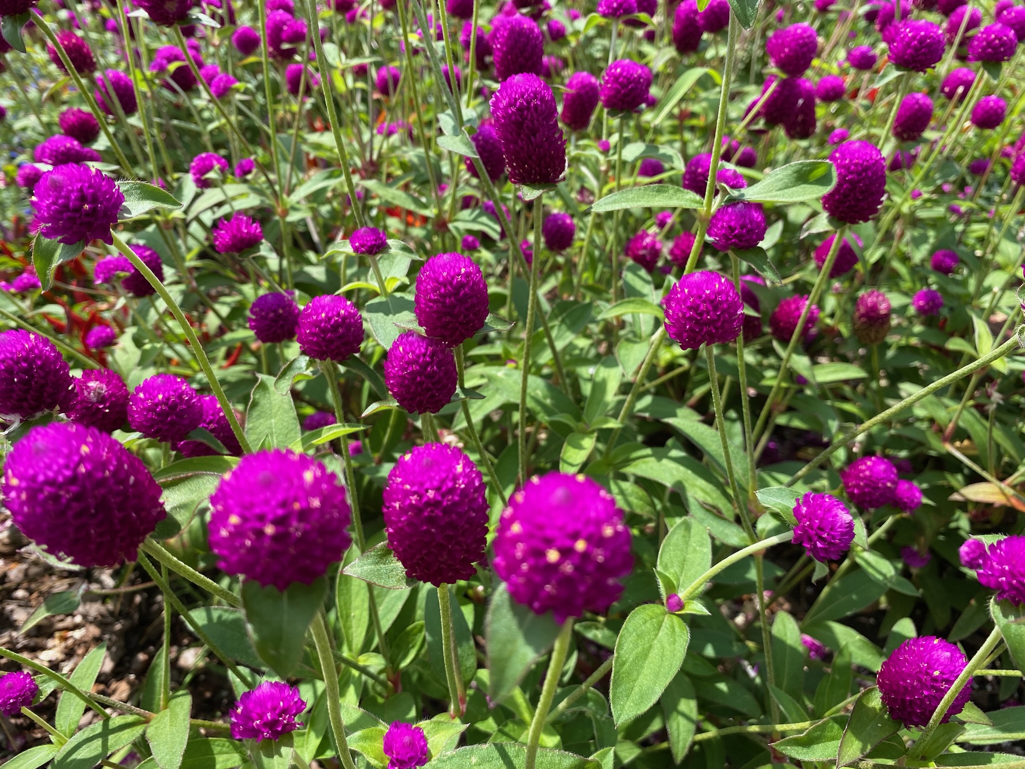 Clusters of bright purple globe amaranth flowers with green stems and leaves growing densely in a garden under sunlight.