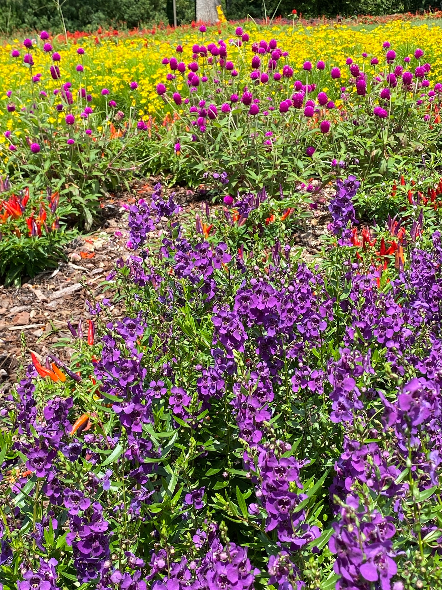 A garden bed with clusters of purple, red, and yellow flowers in full bloom, surrounded by green foliage under natural sunlight.