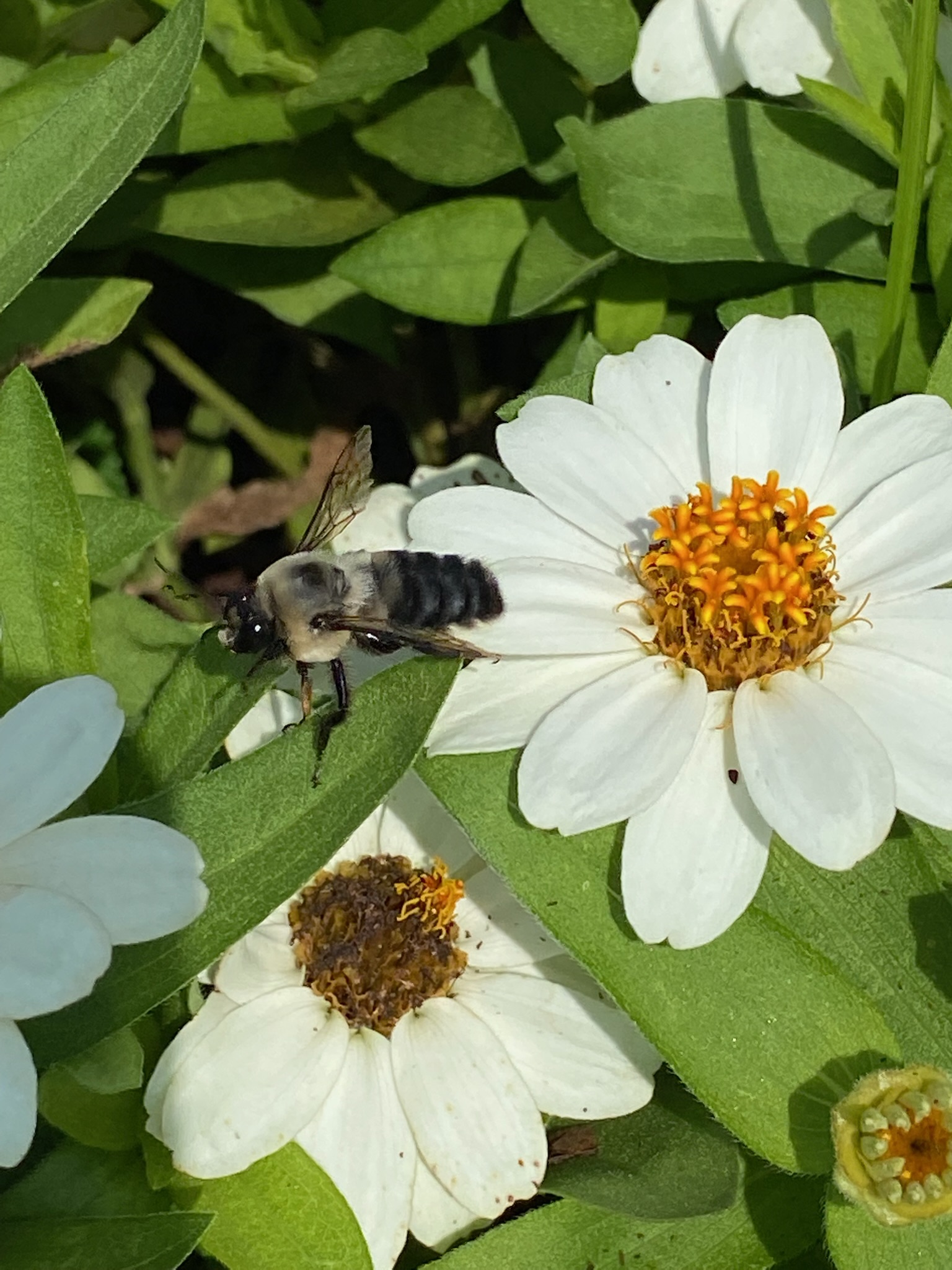 A bee is perched on a leaf next to white flowers with yellow centers, surrounded by green foliage.