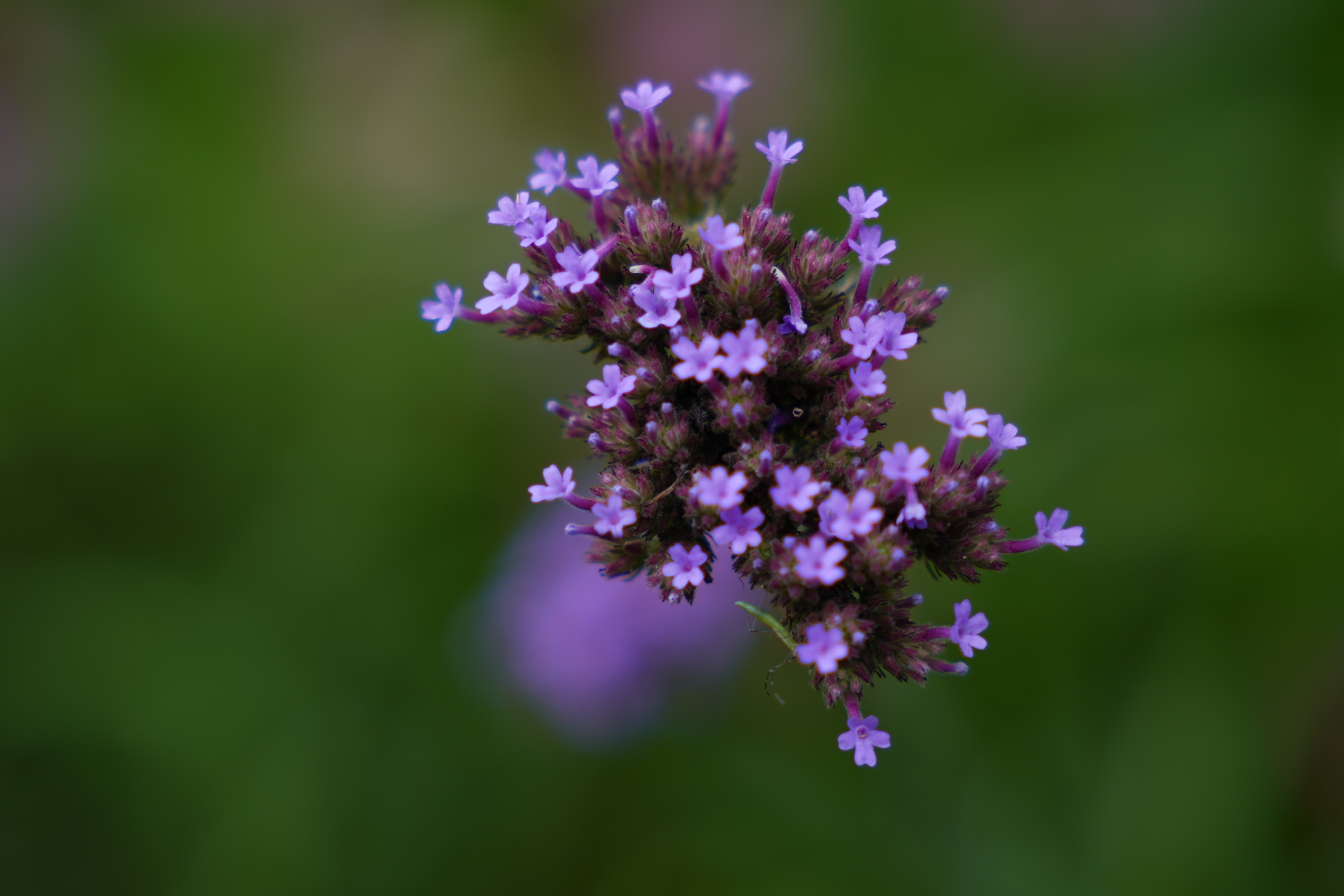 A cluster of small purple flowers with thin petals, blooming against a blurred green background.