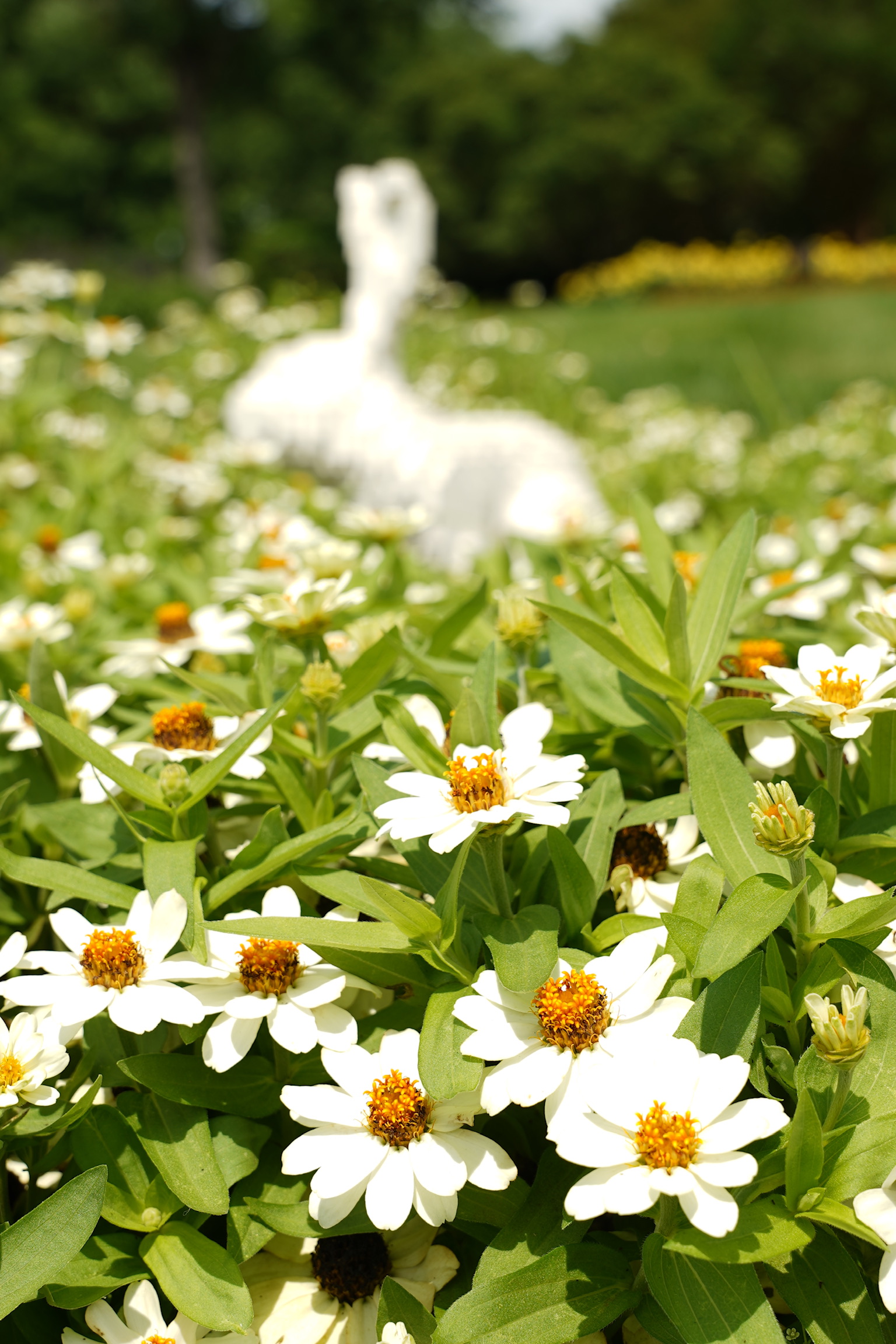 Close-up of white daisies in a field, with a blurred white sculpture and trees in the background.
