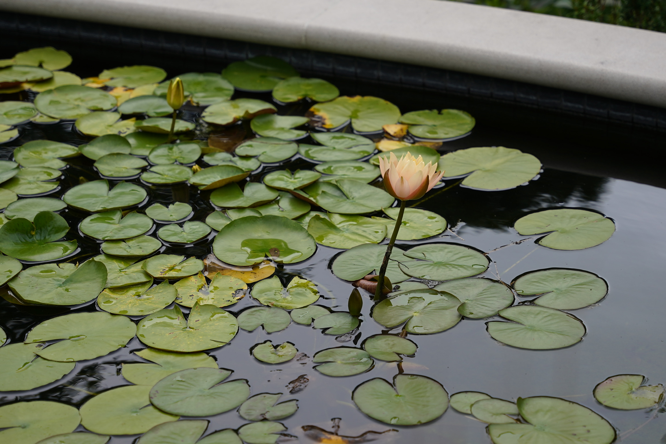 A pond with floating green lily pads and a single light pink water lily in bloom, situated near the curved edge of a stone border.