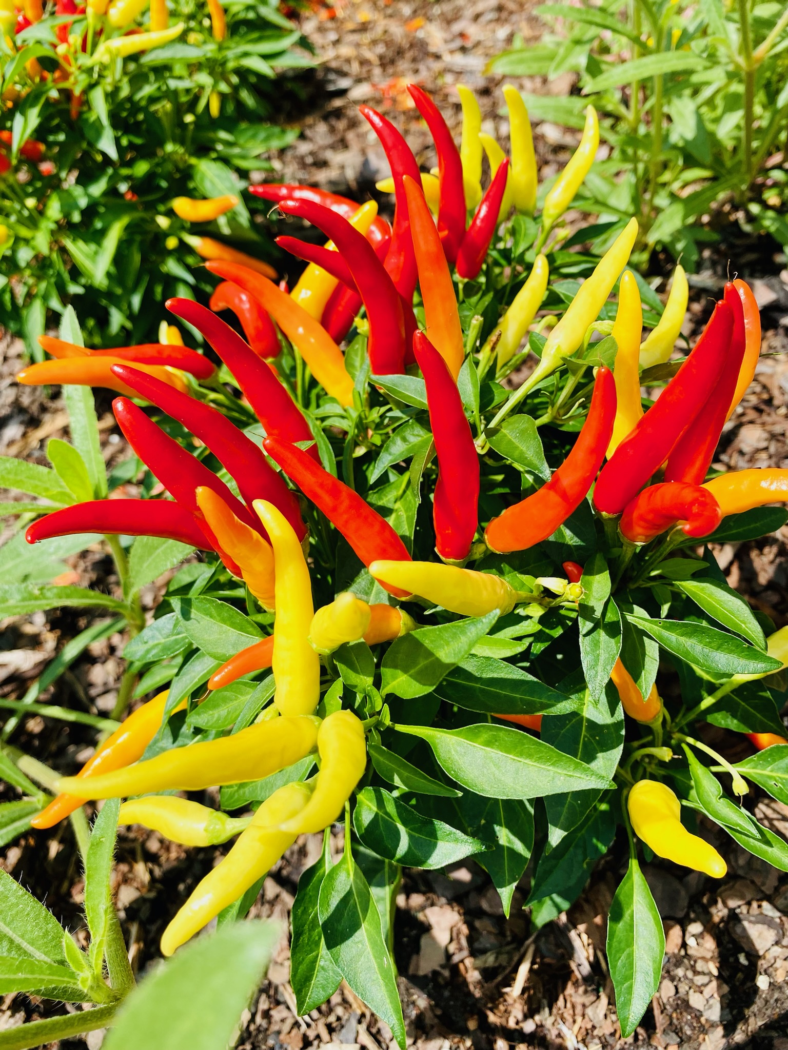 A cluster of red and yellow chili peppers growing on a plant in a garden bed, surrounded by green leaves and soil.