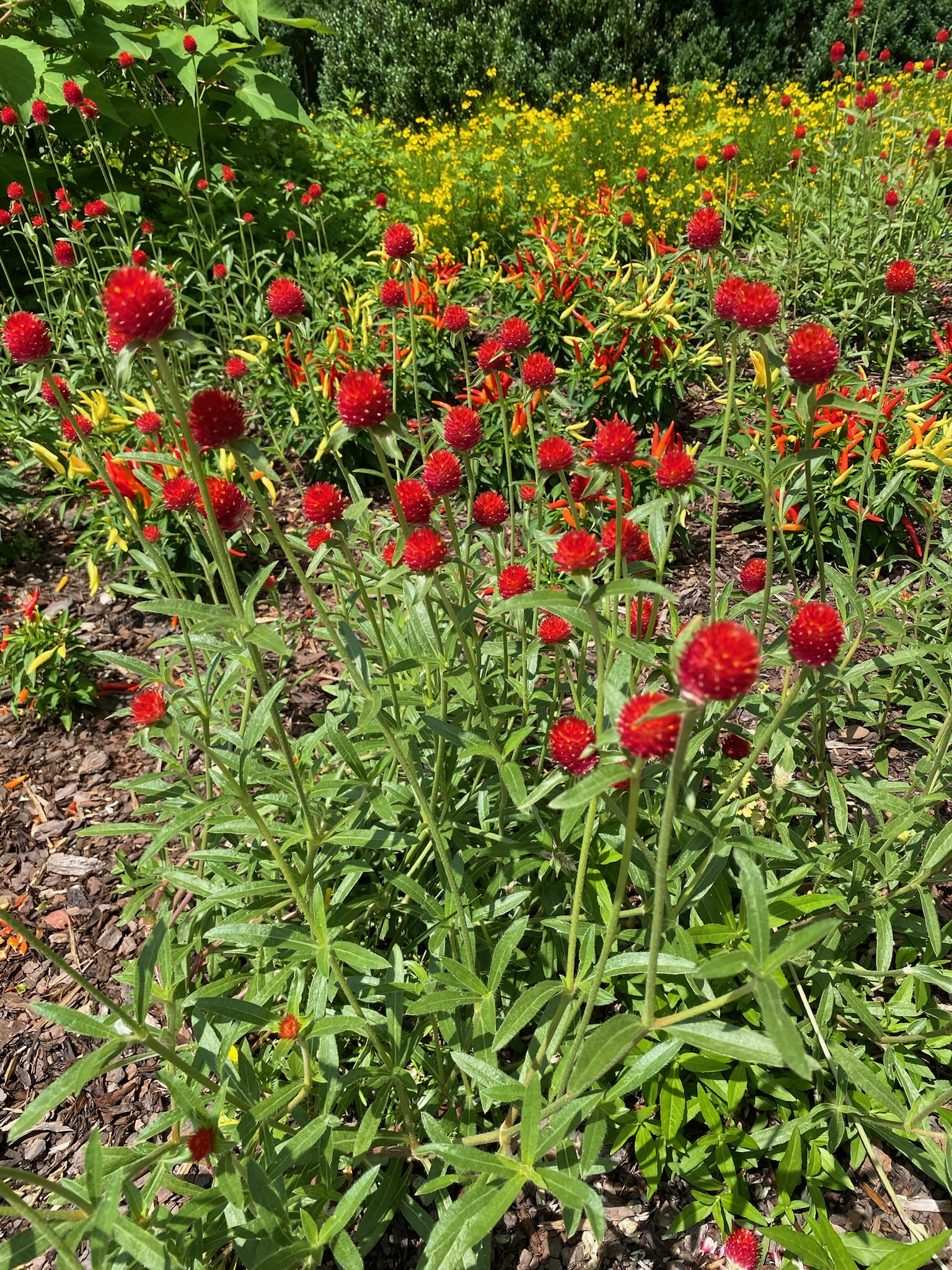 Cluster of red globe amaranth flowers in a garden bed, surrounded by mulch and other blooming yellow and orange flowers under sunlight.