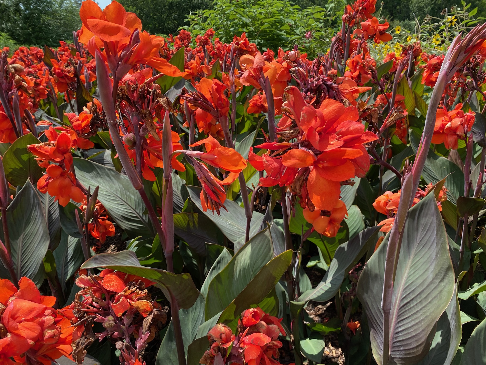 Dense cluster of bright orange canna flowers with large green leaves in a sunny outdoor garden setting.