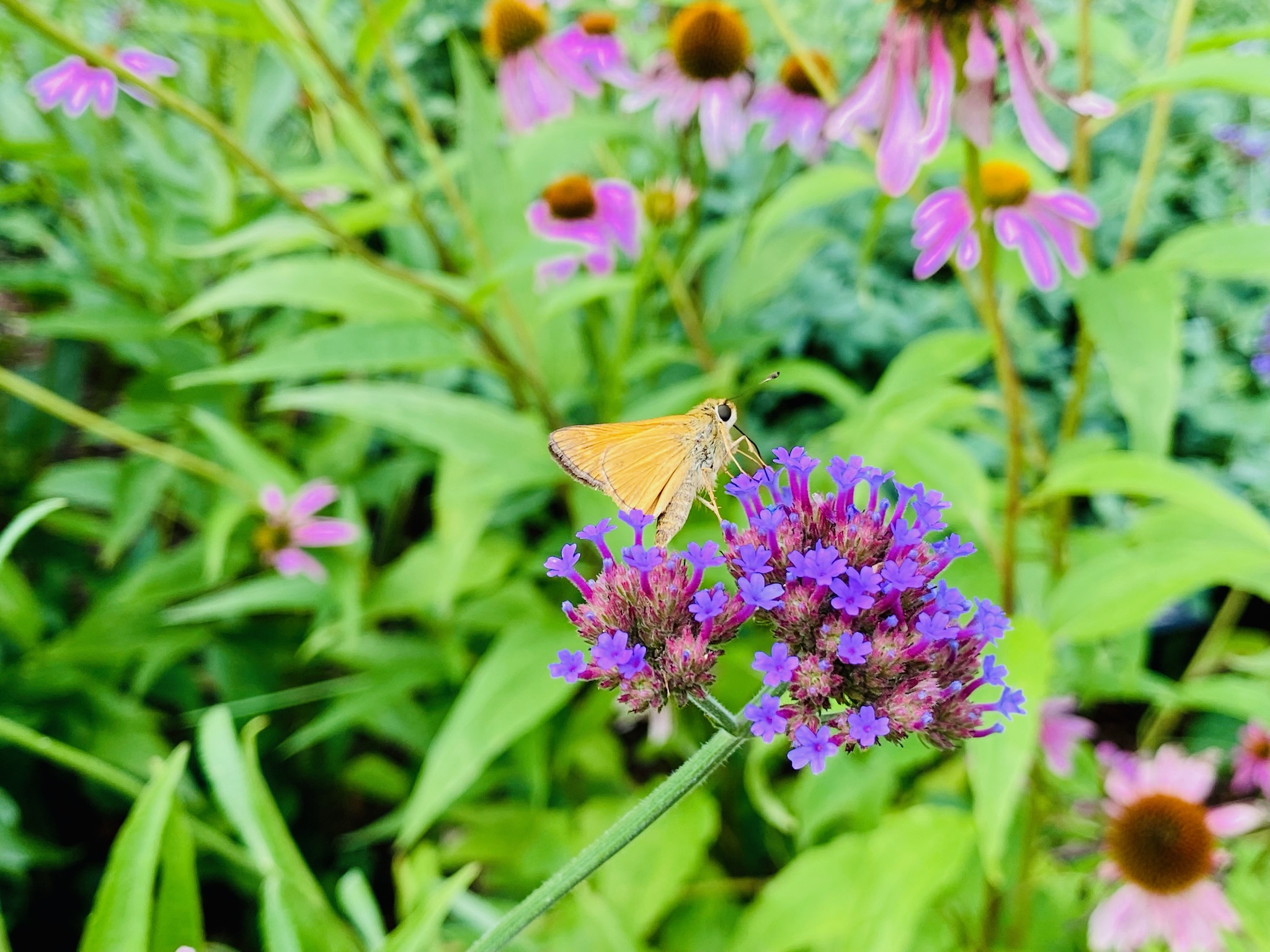 An orange butterfly rests on a cluster of small purple flowers, with green leaves and pink flowers blurred in the background.