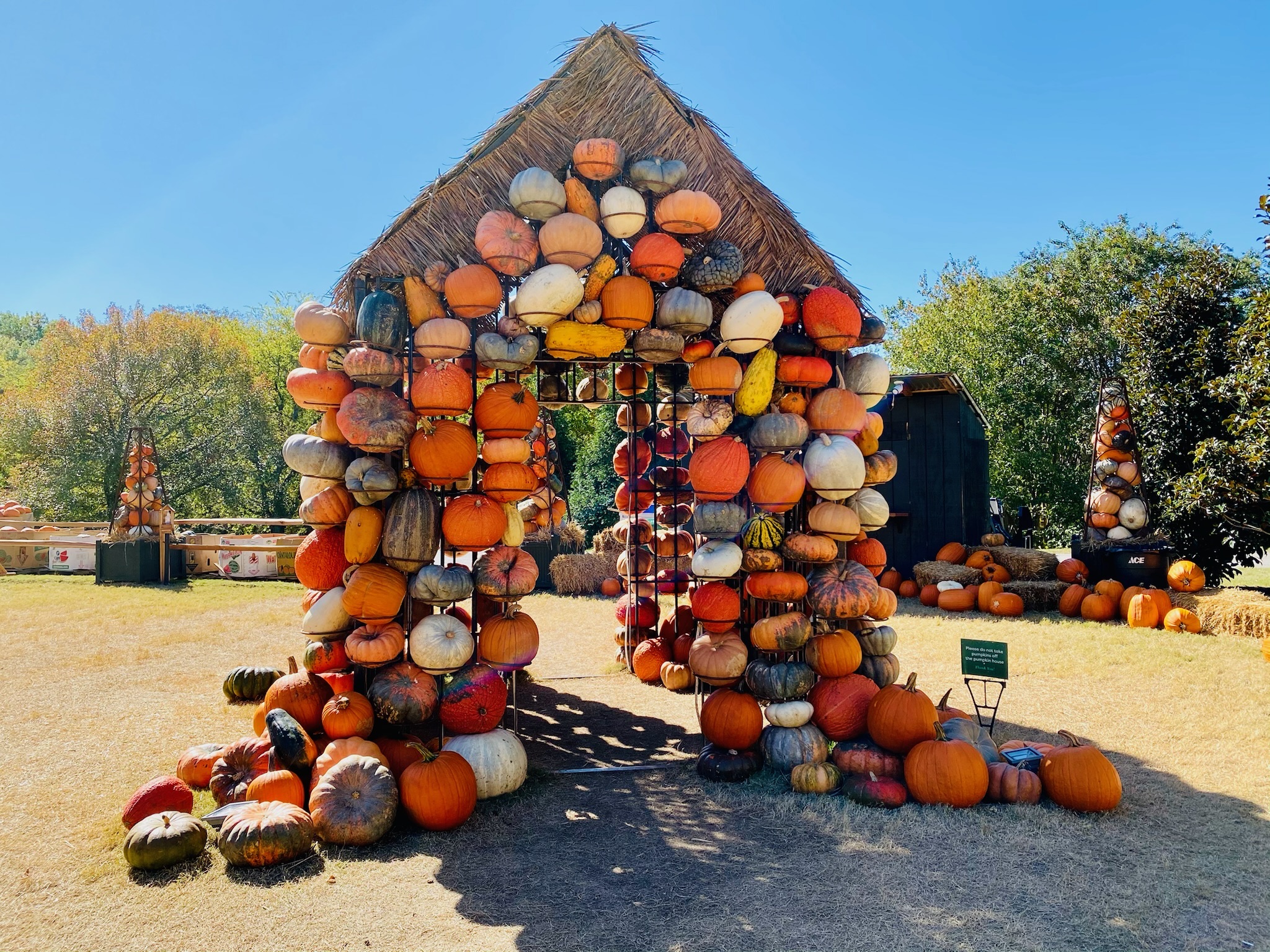 A small hut structure made of stacked pumpkins and gourds stands in a sunlit outdoor area in Nashville, with more pumpkins and hay bales nearby.