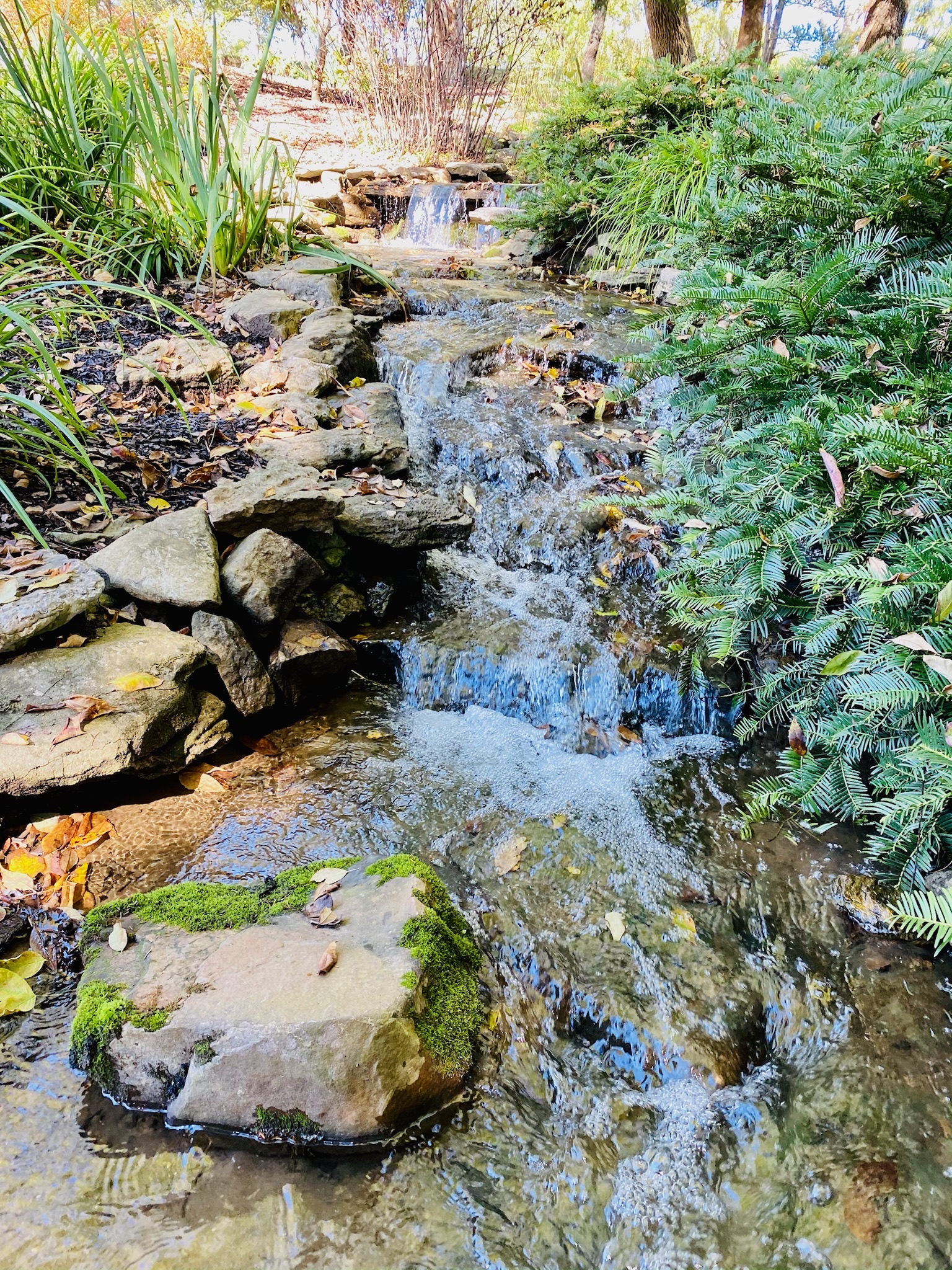 A small rocky stream flows through a landscaped garden in Nashville, bordered by green plants and moss-covered stones under sunlight.