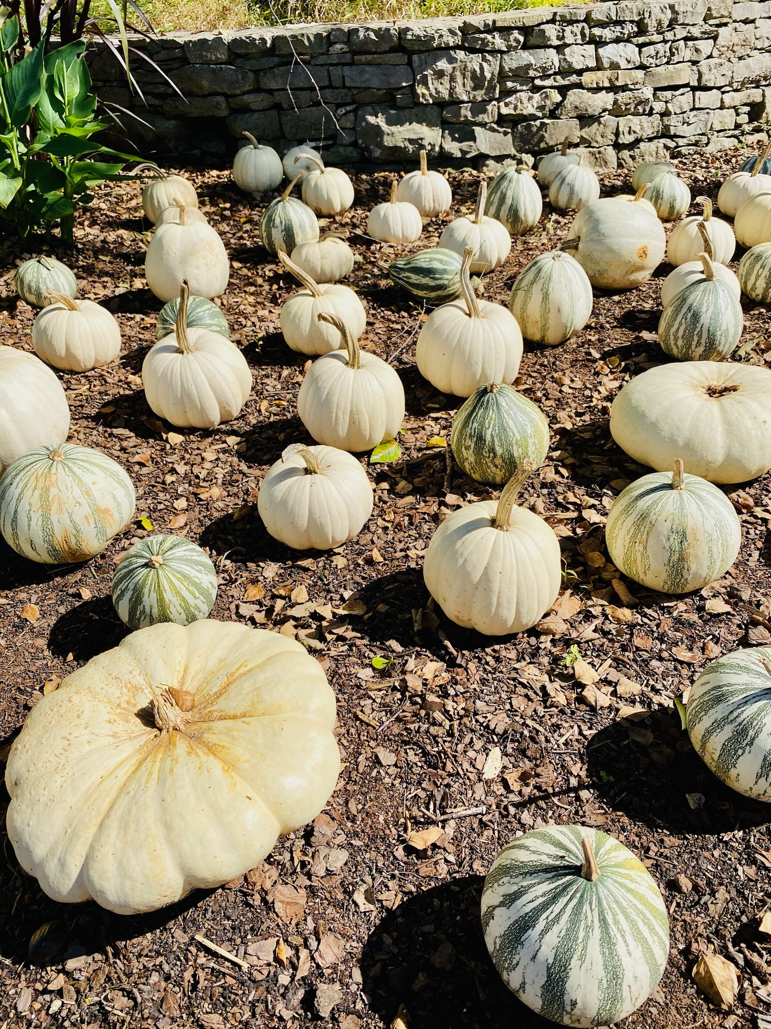 Several white and green-striped pumpkins and gourds are scattered on the ground in an outdoor garden near a stone wall.