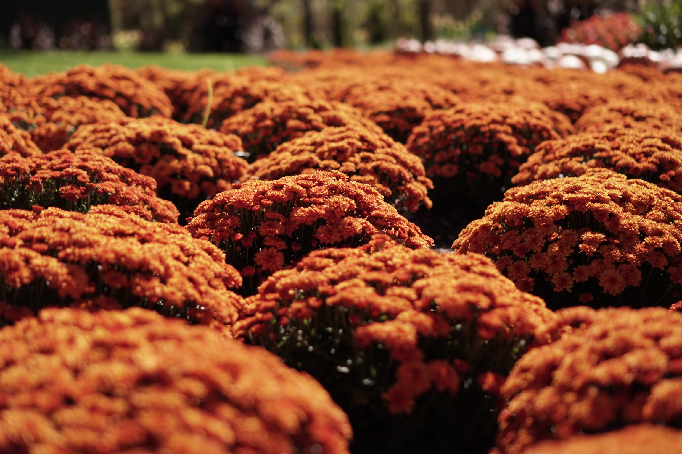 Dense clusters of orange flowers grow closely together outdoors, filling the frame and creating a textured, vibrant landscape.