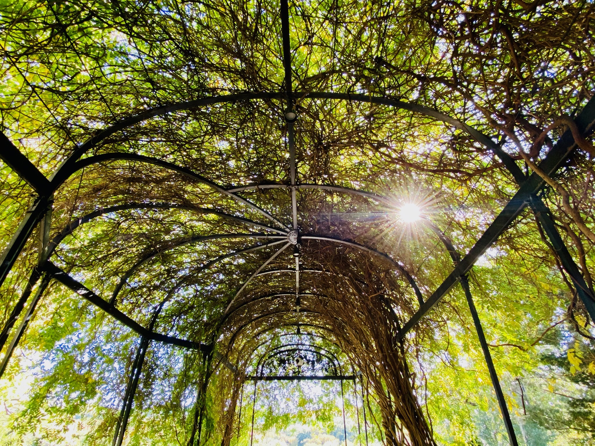 Sunlight shines through dense green vines covering a metal arched trellis structure in Nashville, creating dappled light and shadow patterns underneath.