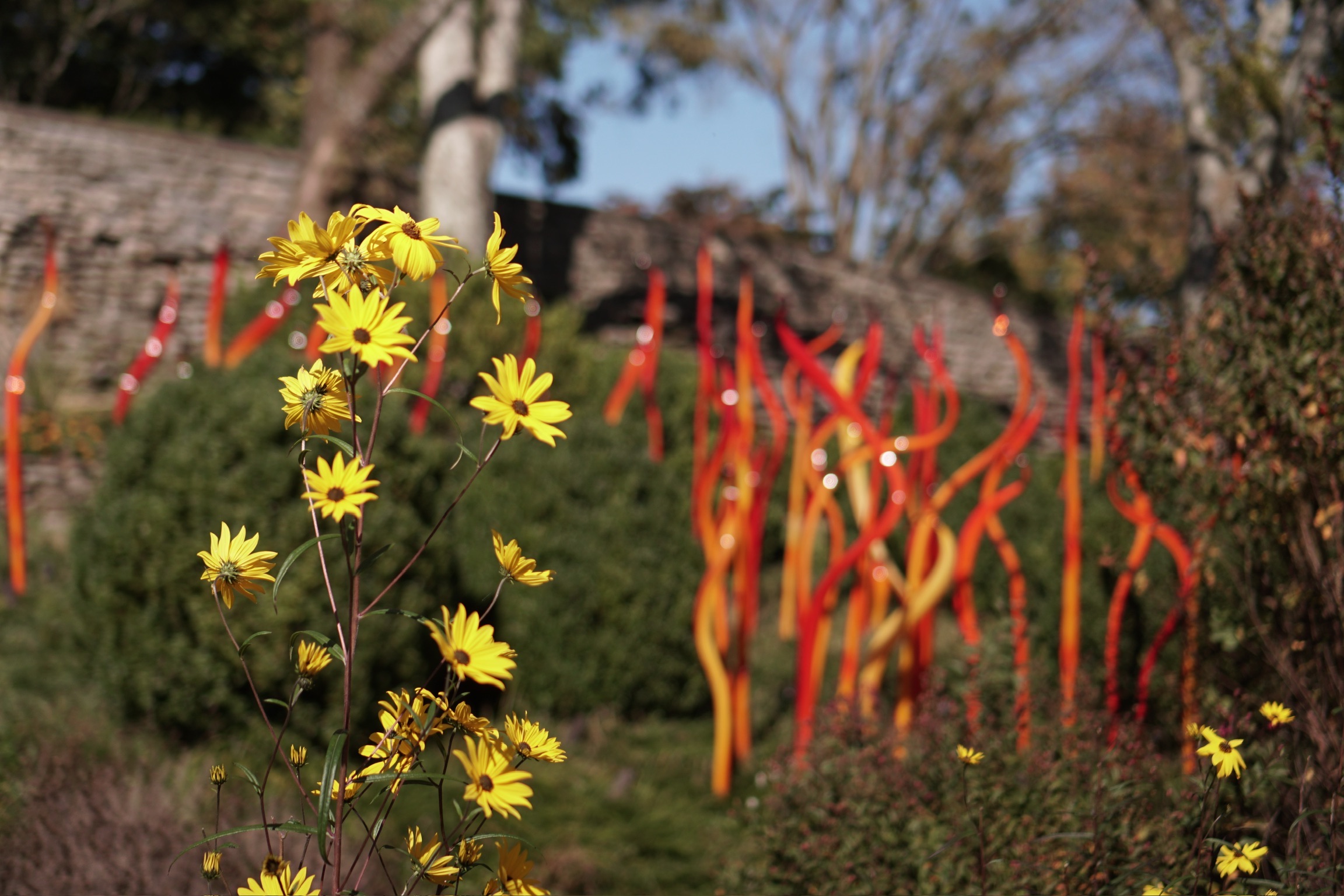 Yellow flowers in the foreground with red and orange glass sculptures and green bushes in the background on a sunny day.