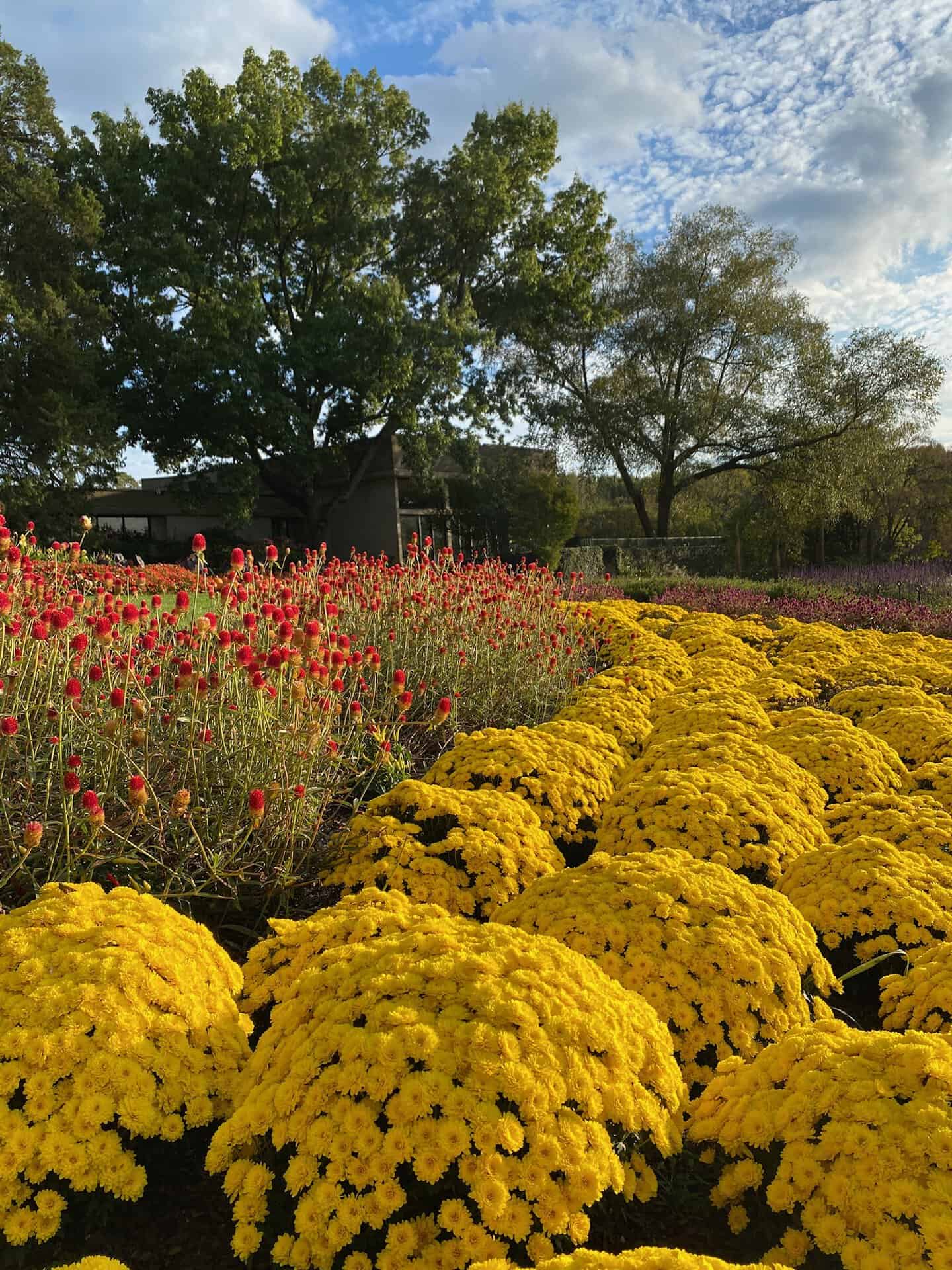 A garden with clusters of yellow flowers in the foreground and red flowers behind. Trees and a small building are visible in the distance under a partly cloudy sky.