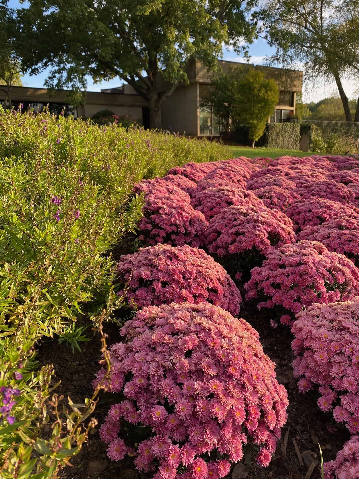 Pink chrysanthemums in a garden with green shrubs and a modern house in the background, under a clear blue sky.