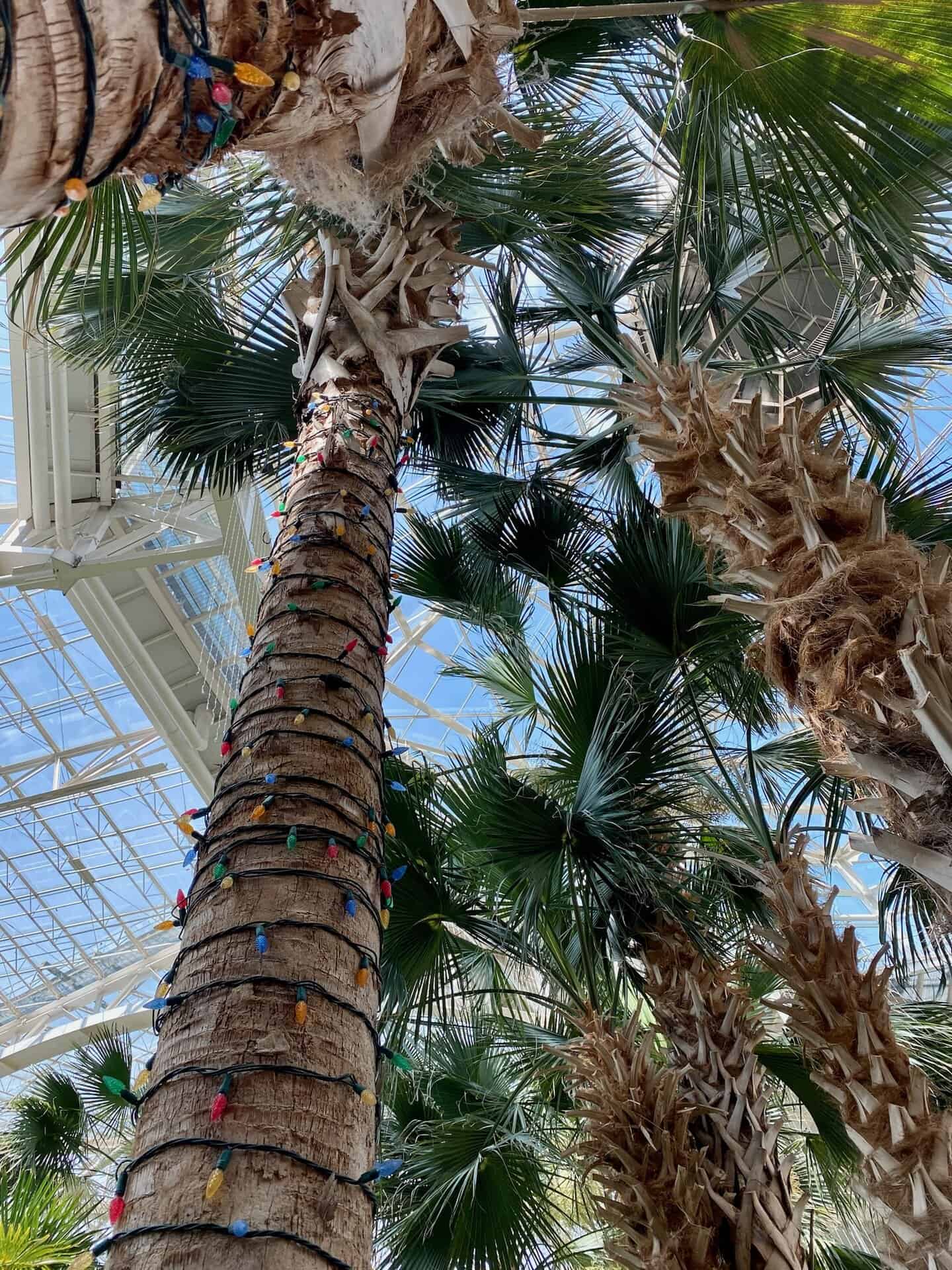 Tall palm trees with rough trunks are adorned with colorful string lights, set against a bright, transparent ceiling in a large indoor space.