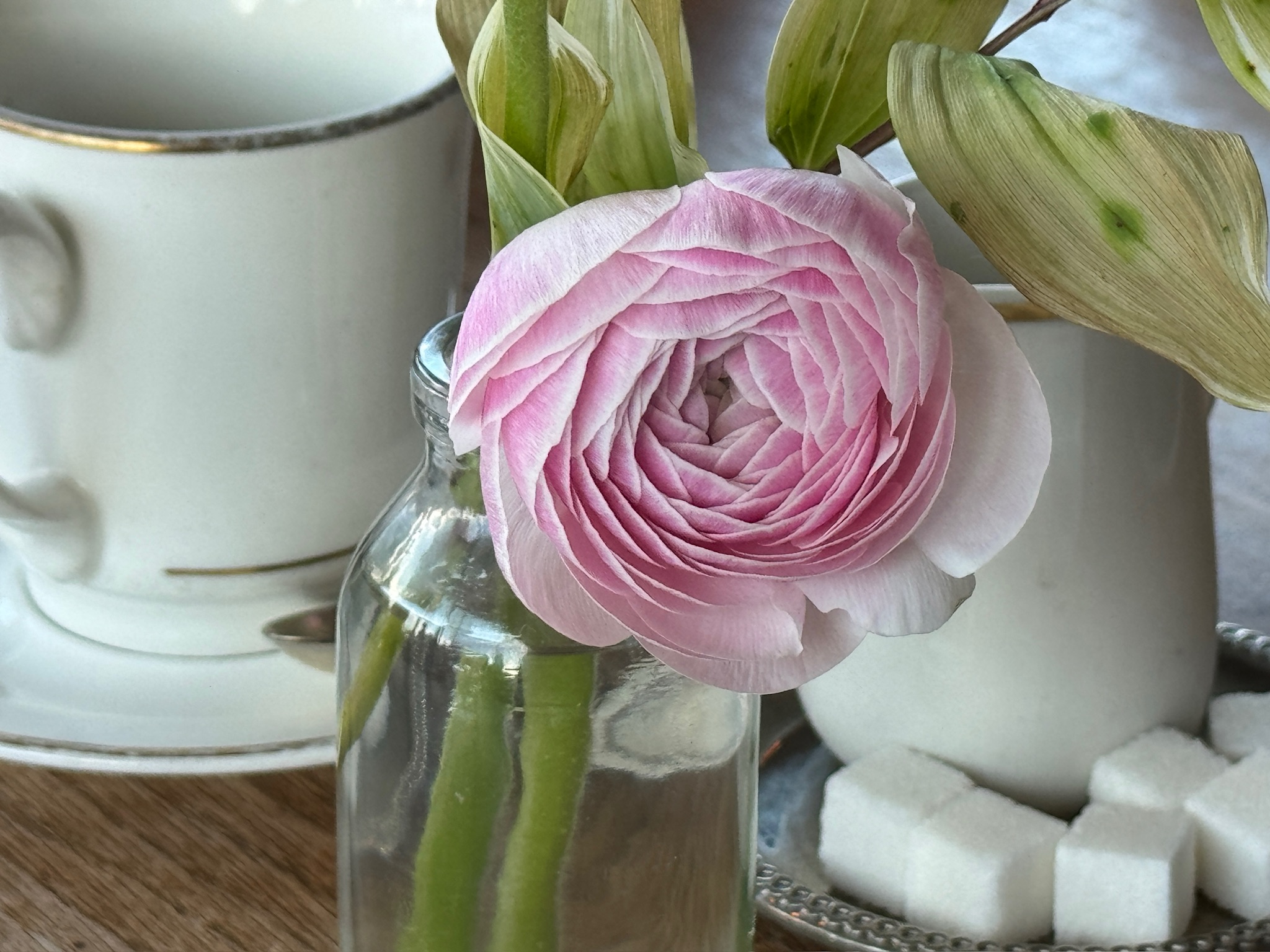 A light pink ranunculus flower in a glass bottle, next to a white cup, saucer, and sugar cubes on a wooden table.