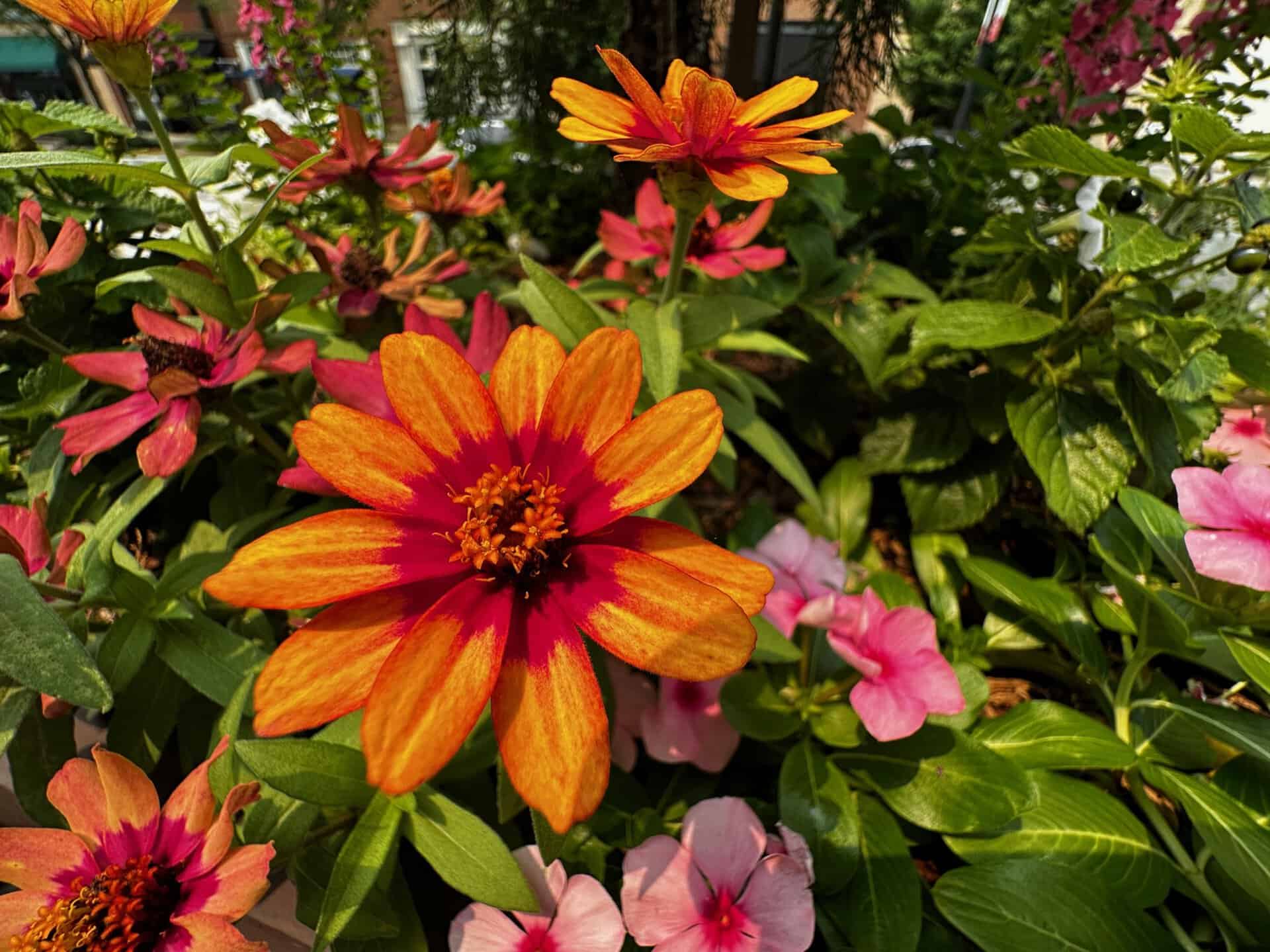 Bright orange and pink flowers flourish alongside lush green leaves in a picturesque garden setting reminiscent of Nashville's vibrant charm.