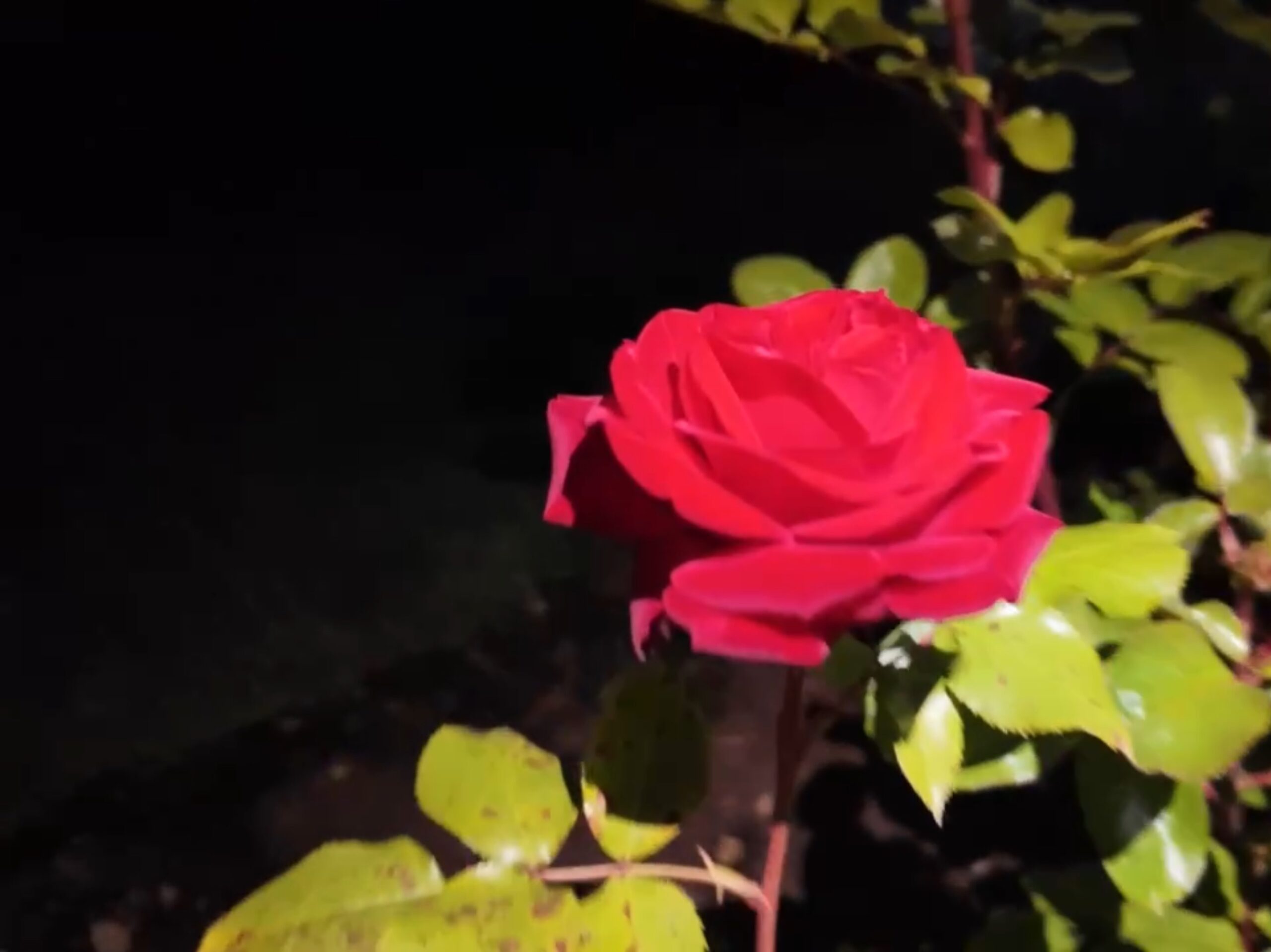 A single red rose in bloom with green leaves, illuminated at night against a dark background.