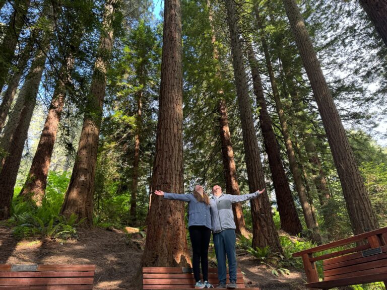 Two people stand on benches in a forest with tall trees, arms outstretched and looking up, surrounded by greenery and sunlight filtering through the branches.