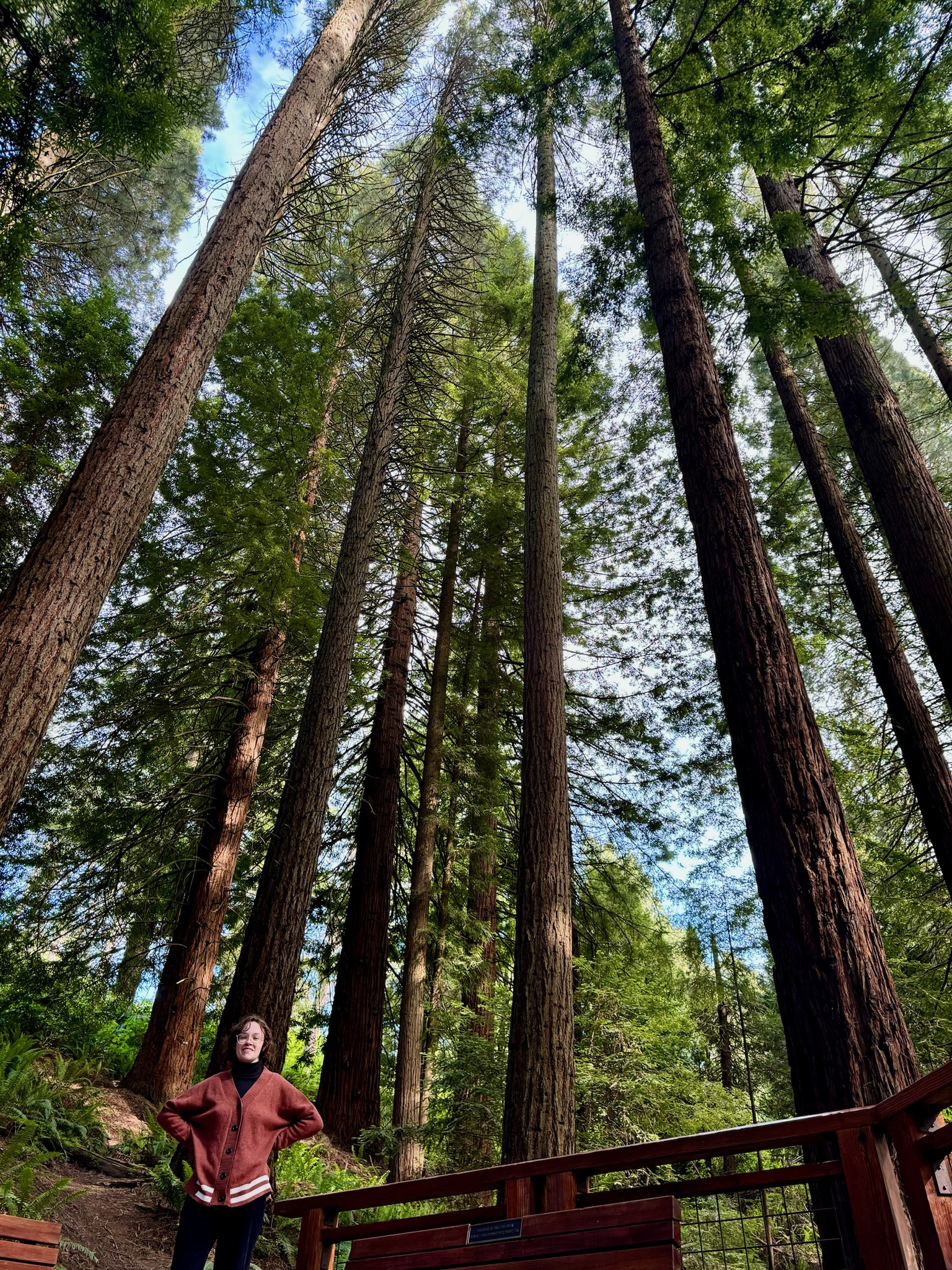 A person stands on a wooden platform looking up at tall redwood trees in a dense forest under a partly cloudy sky.