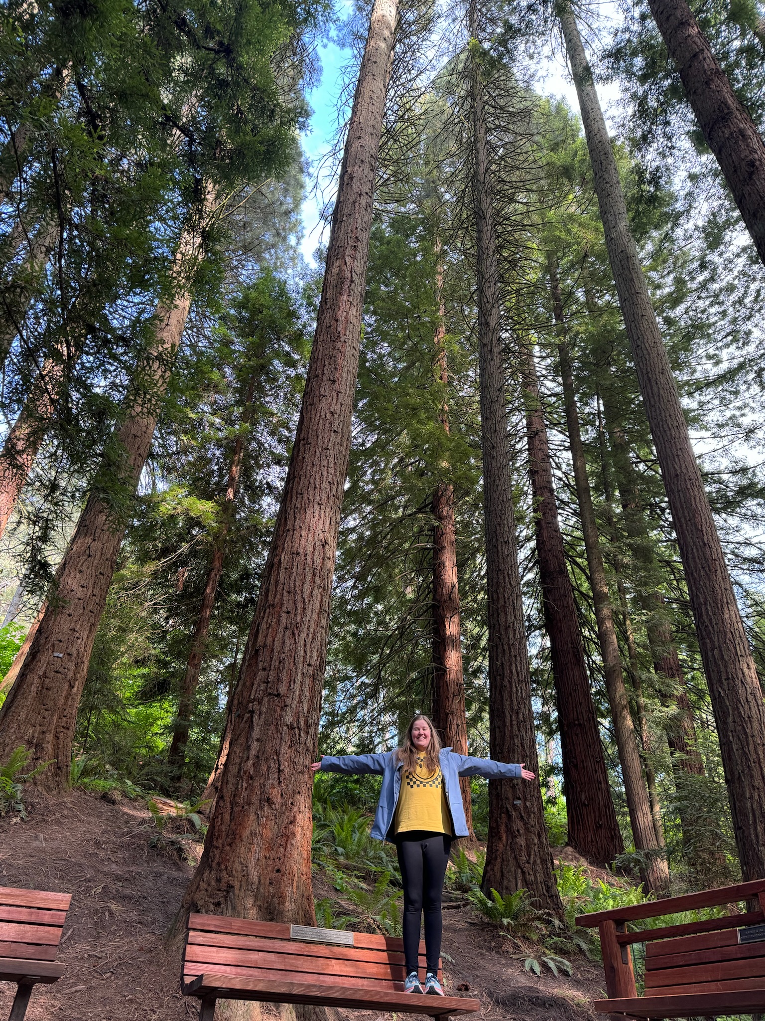 A person stands with arms outstretched on a bench in a forest surrounded by tall redwood trees.