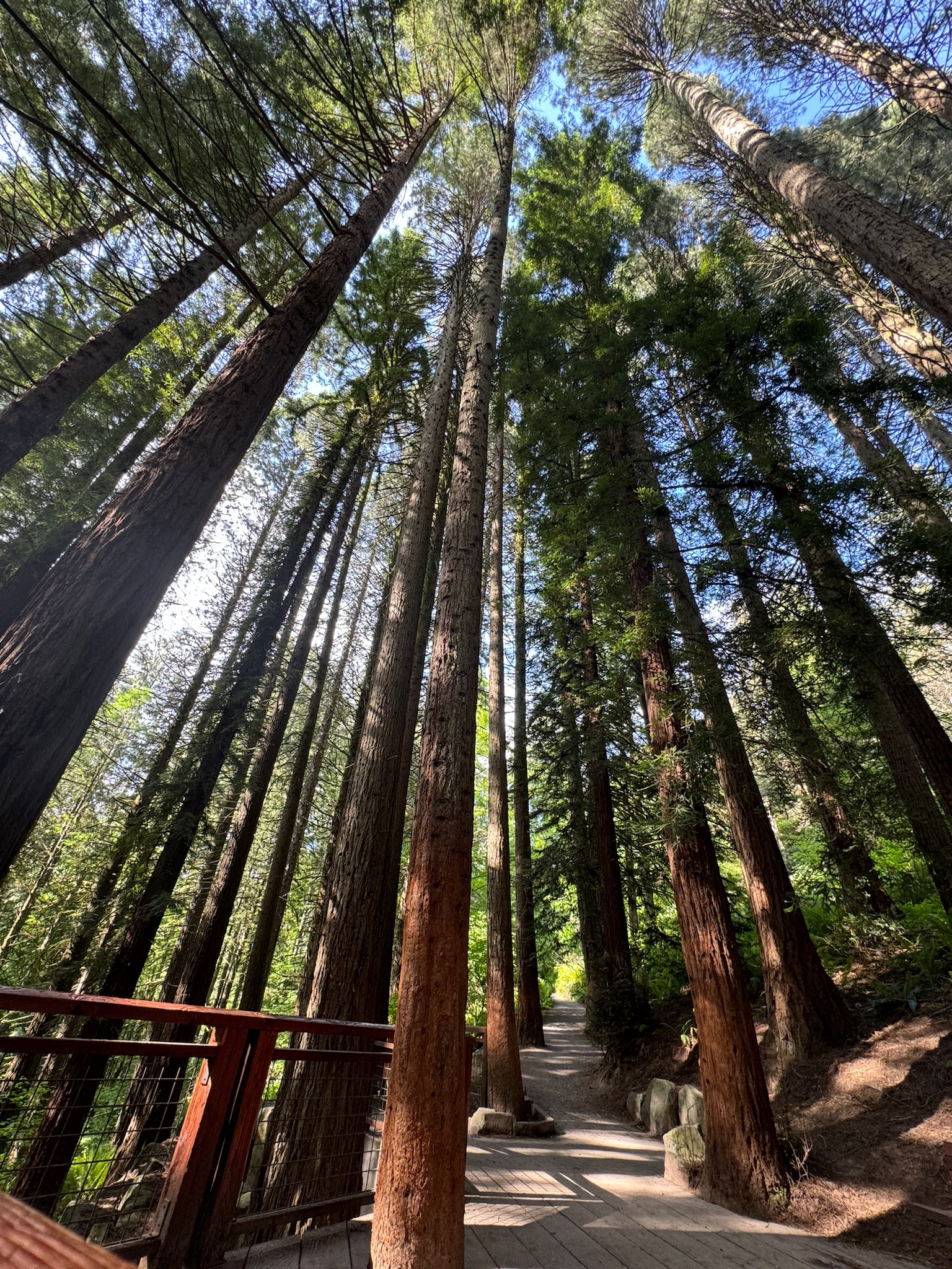Tall redwood trees line a sunlit forest path with a wooden railing on the left and patches of blue sky visible through the tree canopy.